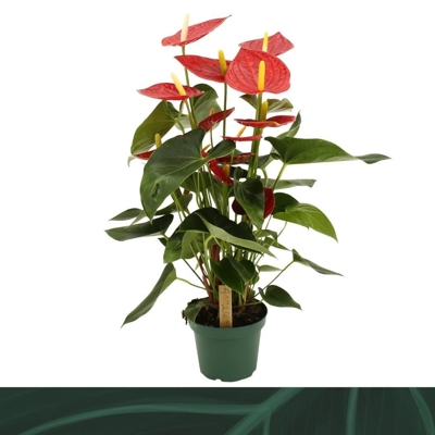 Anthurium (Andreanum) Tremendo OUTLET | OZ Planten