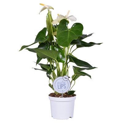Anthurium Andr. Sharade White | Anthurium | Anthurium | Flowering indoor  plants | Flowering plants | All products | OZ Planten