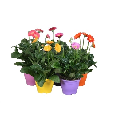 Gerbera Garvinea mixed | Gerbera | Gerbera | Plantas de interior en flor |  Plantas con flor | Todos los productos | OZ Planten