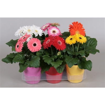 Gerbera mixed 2+ Deco pot ceramics | Gerbera | Gerbera | Plantas de  interior en flor | Plantas con flor | Todos los productos | OZ Planten