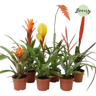Bromelia Mix Yellow orange Overig Bromelia | other Bromeliad | Flowering indoor bromeliads | Flowering indoorplants | Indoorplants | All products | OZ Planten