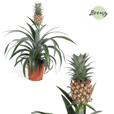 Saga Couscous nikkel Ananas Corona Mi Amigo | Ananas | Ananas | Flowering indoor bromeliads |  Flowering indoorplants | Indoorplants | All products | OZ Planten