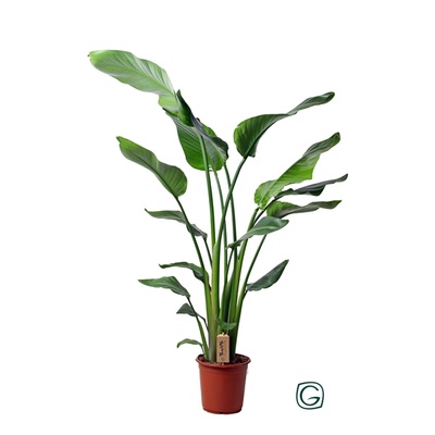Strelitzia nicolai | Strelitzia overig groen | Strelitzia other green |  Plantas de interior verdes | Plantas de interior verdes | Plantas de  interior | Todos los productos | OZ Planten