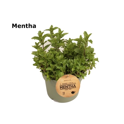 Mentha spicata | Mentha | Mentha | Green outdoor perennials Green | Outdoorplants | All products | Planten