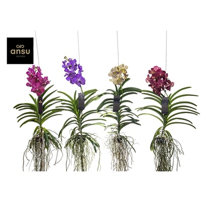 Vanda hybriden Mix XL | Vanda | Vanda | Floración de orquídeas de interior  | Plantas de interior en flor | Plantas de interior | Todos los productos |  OZ Planten