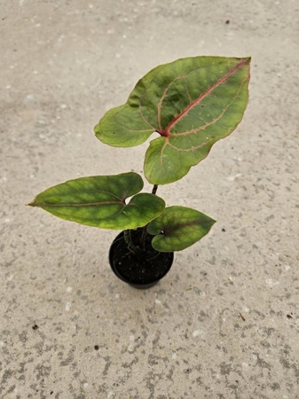 Plant Alocasia Cyrtosperma Johnstonii Black popular Jack