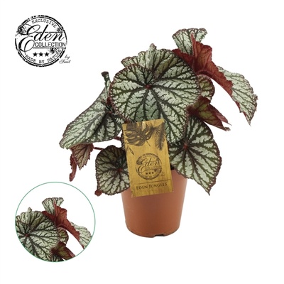 Begonia leaf Rex Spiralis | Begonia blad | Begonia leaf | Plantas de  interior verdes | Plantas de interior verdes | Plantas de interior | Todos  los productos | OZ Planten