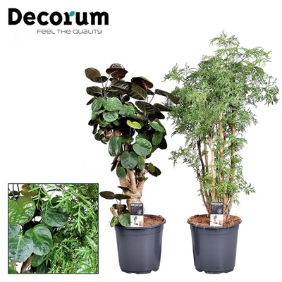 Polyscias Mix 2-3 varieties Decorum branched | Polyscias | Polyscias | Plantas  de interior verdes | Plantas de interior verdes | Plantas de interior |  Todos los productos | OZ Planten
