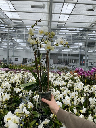Phalaenopsis bianco *GLI Stefania* Keiki, Phalaenopsis, Phalaenopsis, Orchidee  da interno fiorite, Piante da interno fiorite, Piante da interno, Assortimento completo