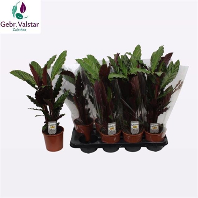 Calathea rufibarba 'Wavestar' | Gardenline