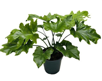 blue phlox plant Phlox-Blue Moon 1C – Country Arbors Nursery main image 1