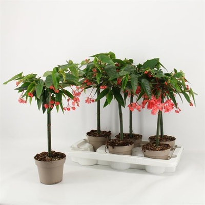 Begonia Tamaya | Begonia overig | Begonia other | Plantas de interior en  flor | Plantas con flor | Todos los productos | OZ Planten