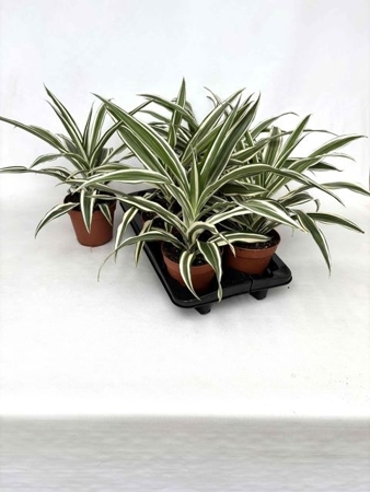 Dracaena fr. (Deremensis) White Stripe | Gardenline