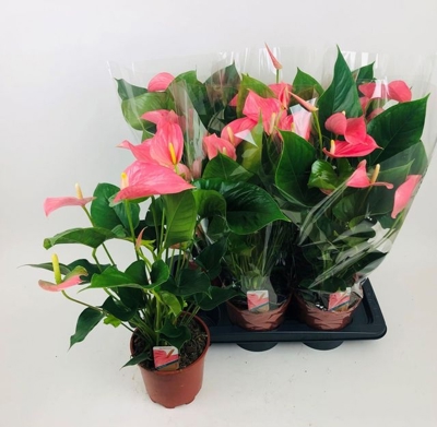 Anthurium (Andreanum) Pink Explosion | Gardenline