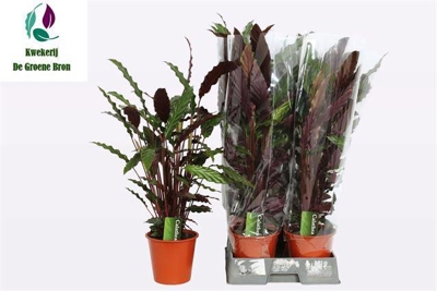 Calathea rufibarba 'Wavestar' | Gardenline