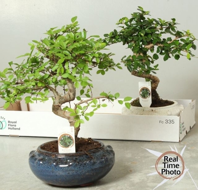 Bonsai mixed a piece | Gardenline